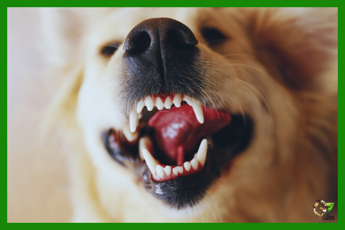 Psie zęby