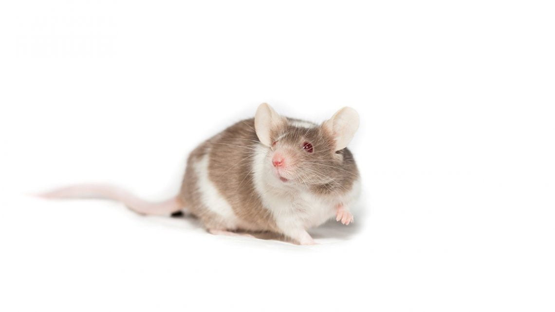 Szczur laboratoryjny