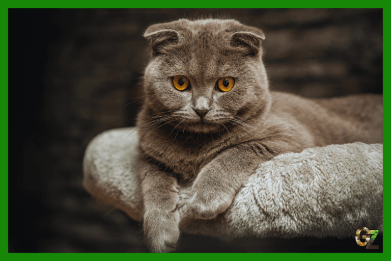 Szkocki FOLD zwisłouchy