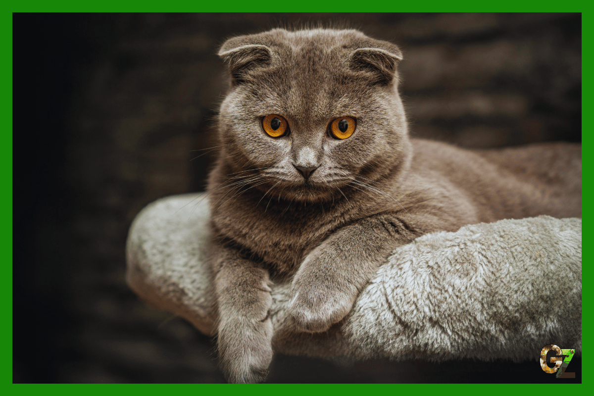 Szkocki FOLD zwisłouchy