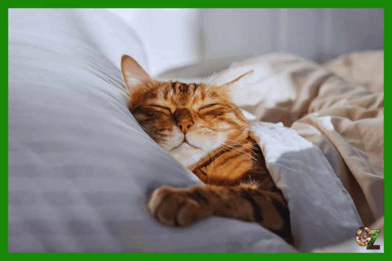 Układ odpornościowy kota