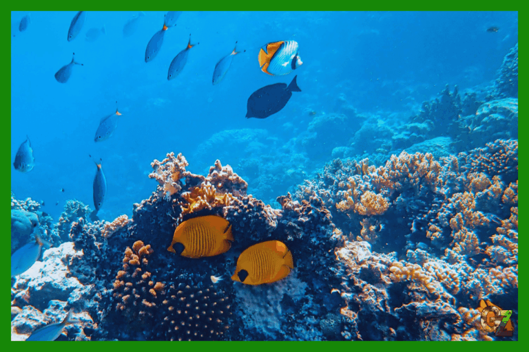 Zachowanie godowe ryb