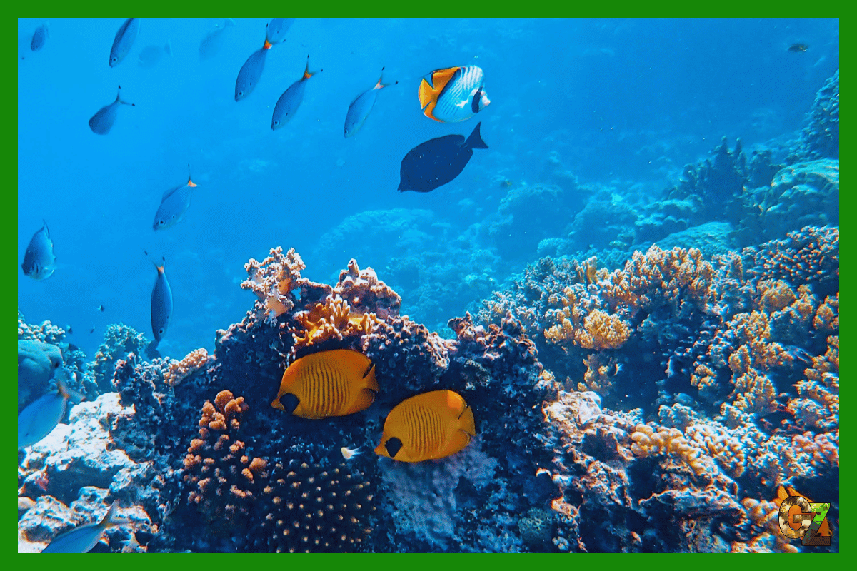 Zachowanie godowe ryb