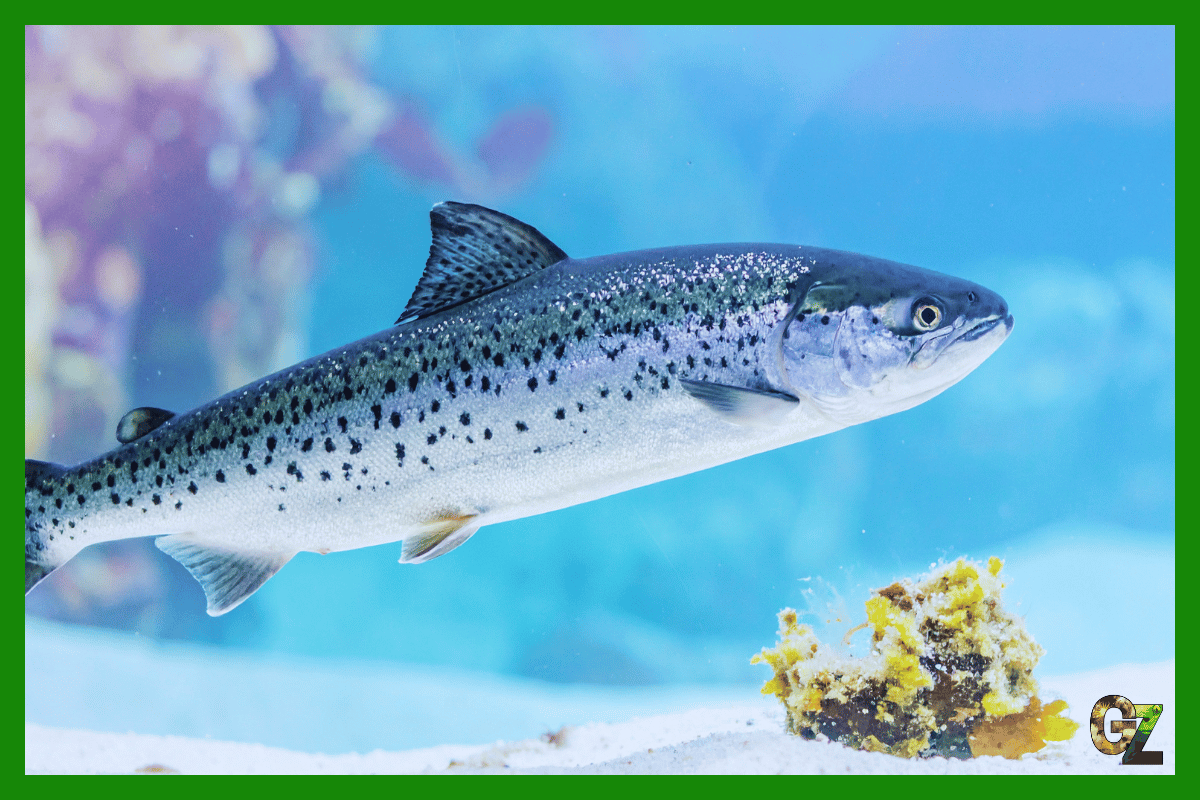 Zdolności łososia atlantyckiego