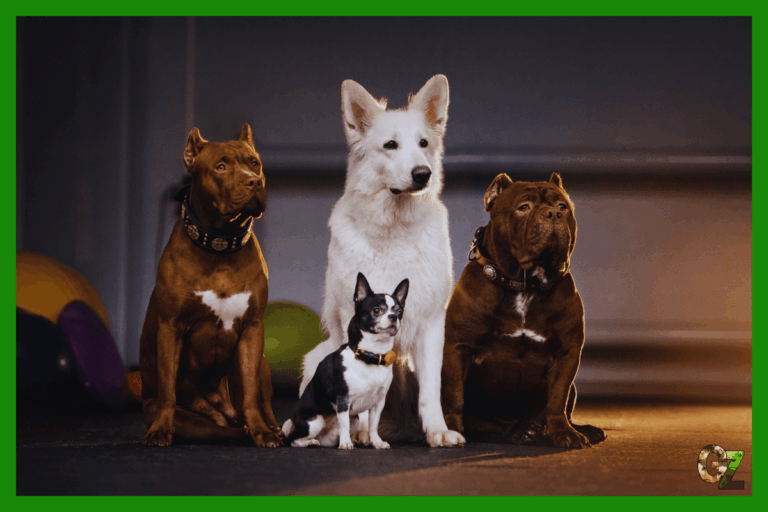 Związek Hodowców Psów Rasowych ZHPR