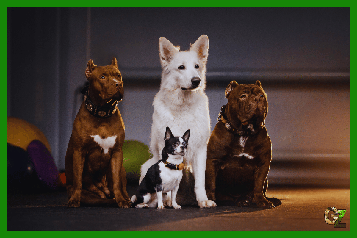 Związek Hodowców Psów Rasowych ZHPR