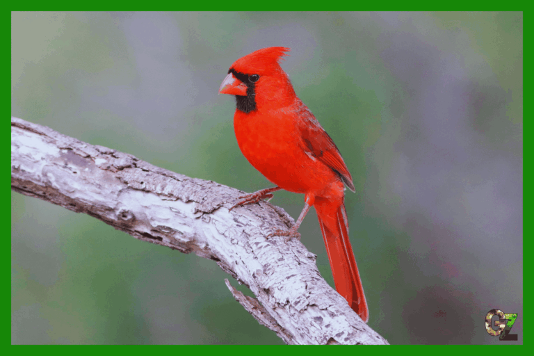 Żywienie i zdrowie kardynała szkarłatnego