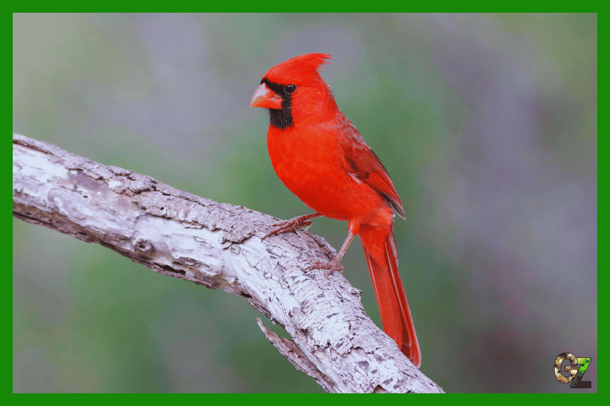 Żywienie i zdrowie kardynała szkarłatnego