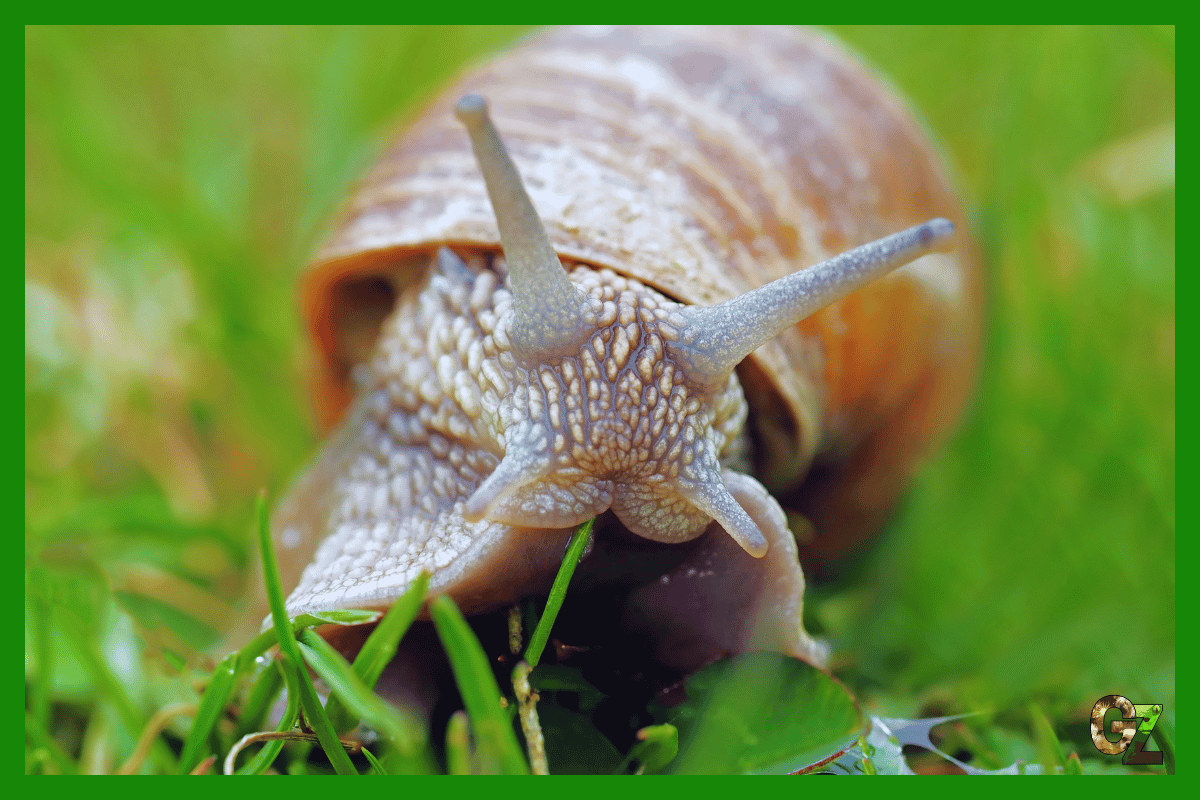 Żywienie i zdrowie mięczaków