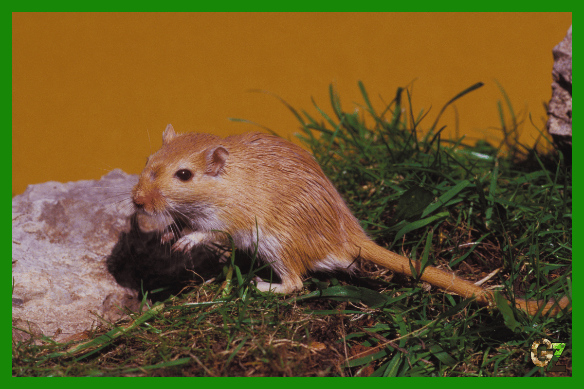 Żywienie i zdrowie myszoskoczka mongolskiego