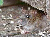 Żywienie i zdrowie szczura laboratoryjnego