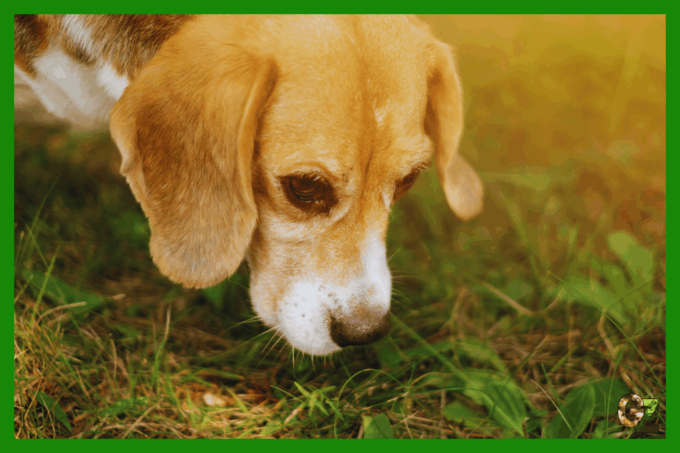 10 Ciekawostek o psach