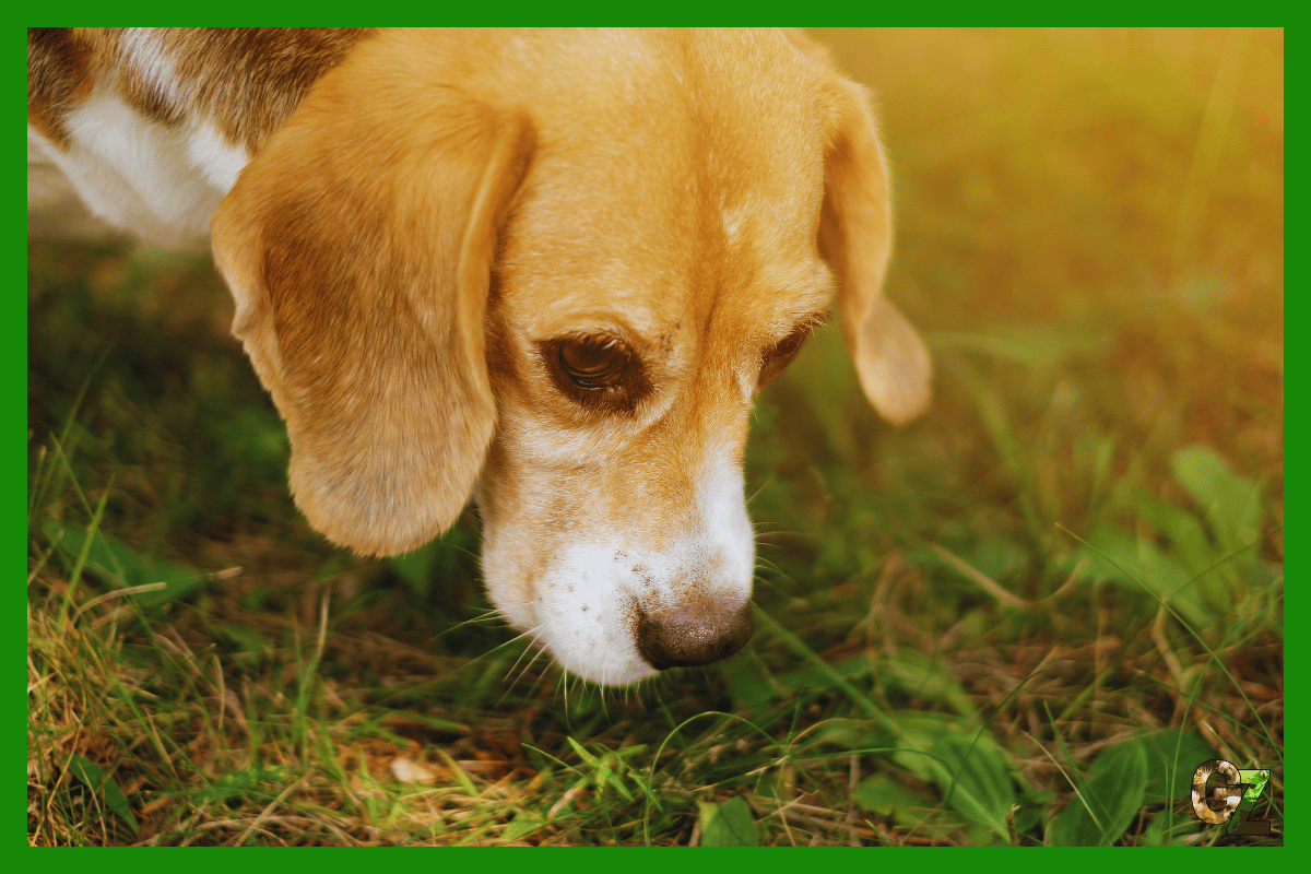 10 Ciekawostek o psach