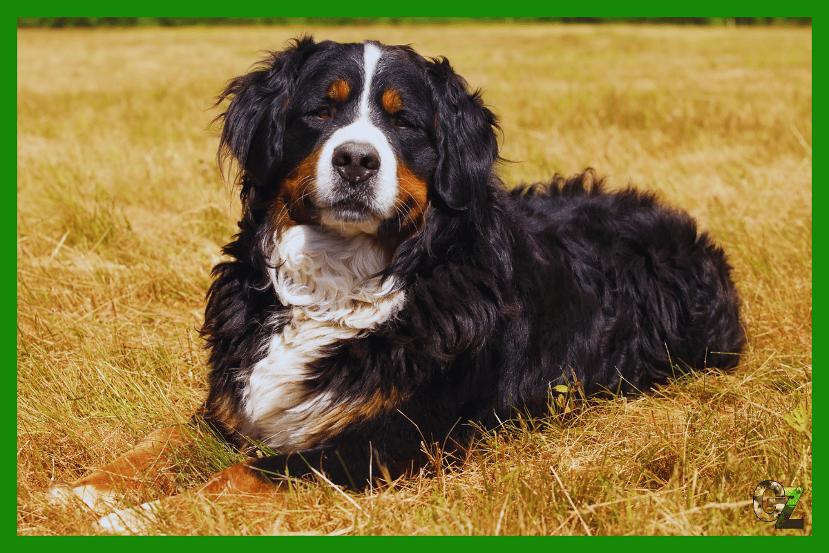 Berneński pies pasterski