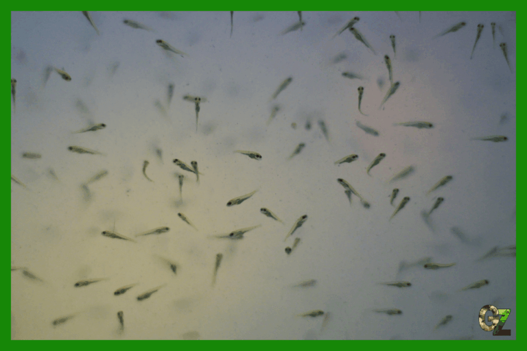 Jaki pokarm dla narybku?