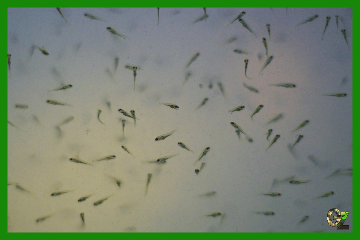 Jaki pokarm dla narybku?