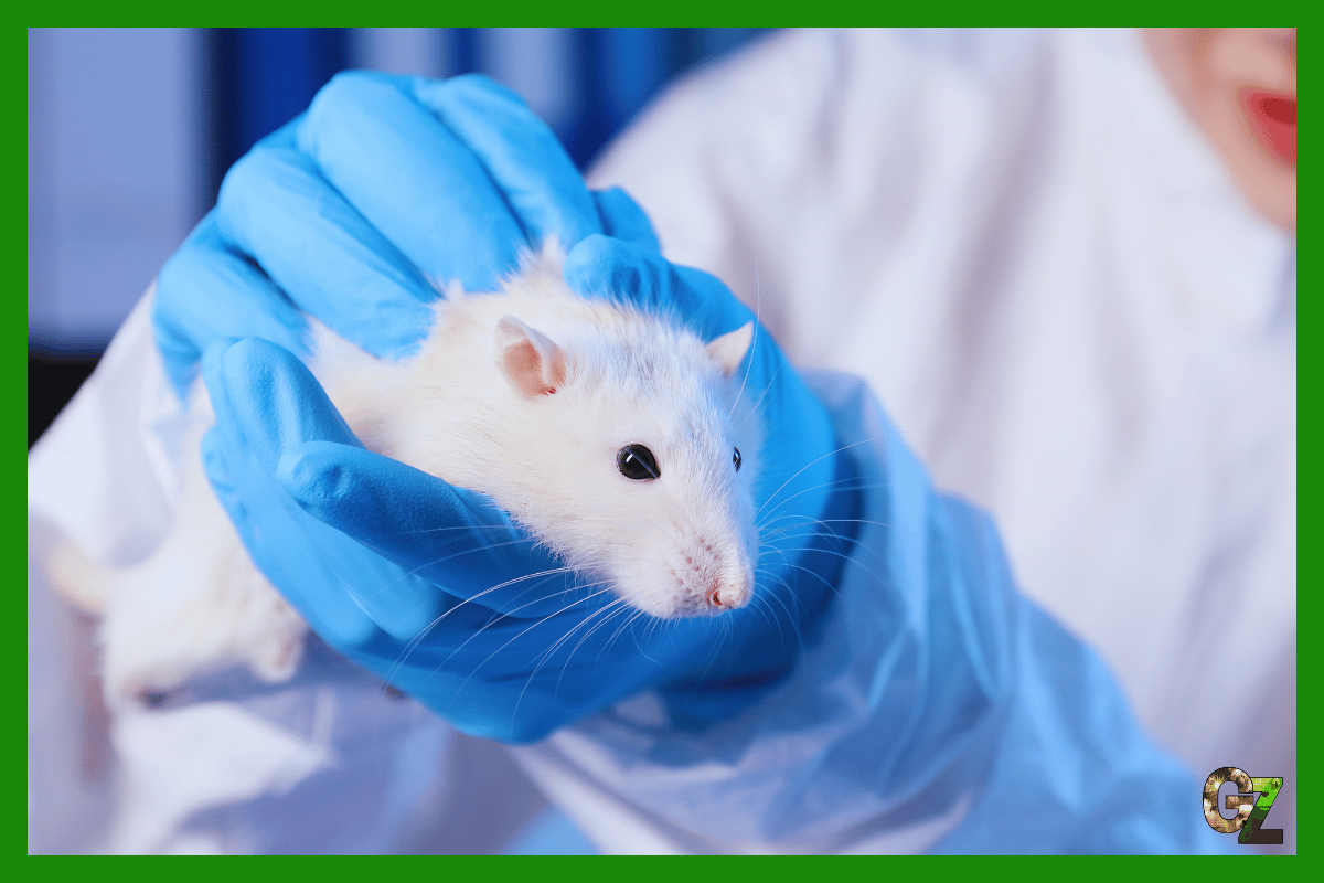 Opieka nad myszą laboratoryjną