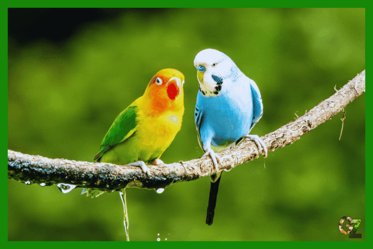 Opieka nad papużkami nierozłączkami