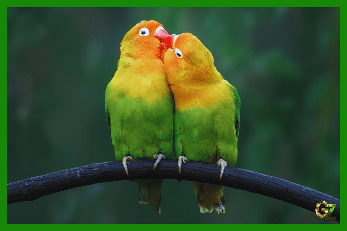 Papużki nierozłączki