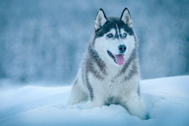 Husky syberyjski