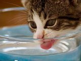 Jak podawać kotu wodę?