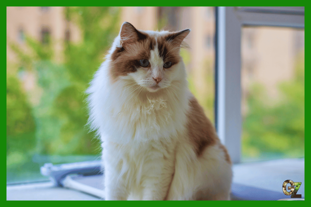 Ragdoll