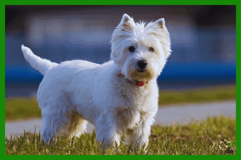 West highland white terrier