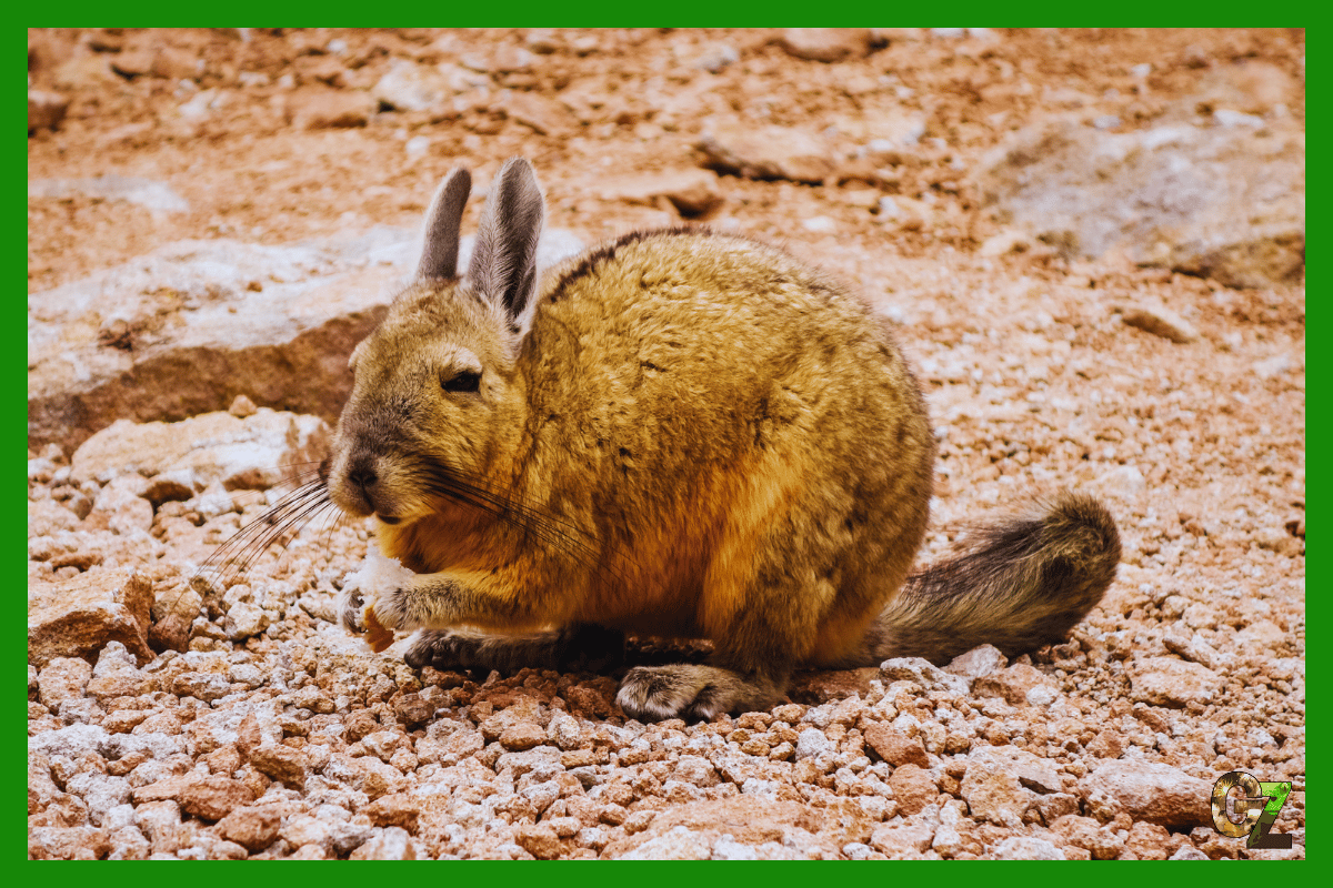 Wiskacza peruwiańska