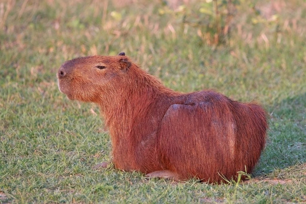 10 Najciekawszych gryzoni - Kapibara wielka