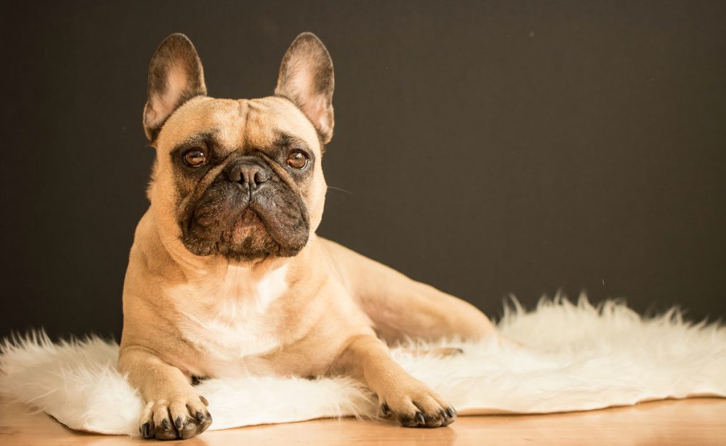 10 Najpopularniejszych ras psów - Buldog francuski