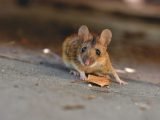 5 Ciekawostek o myszach
