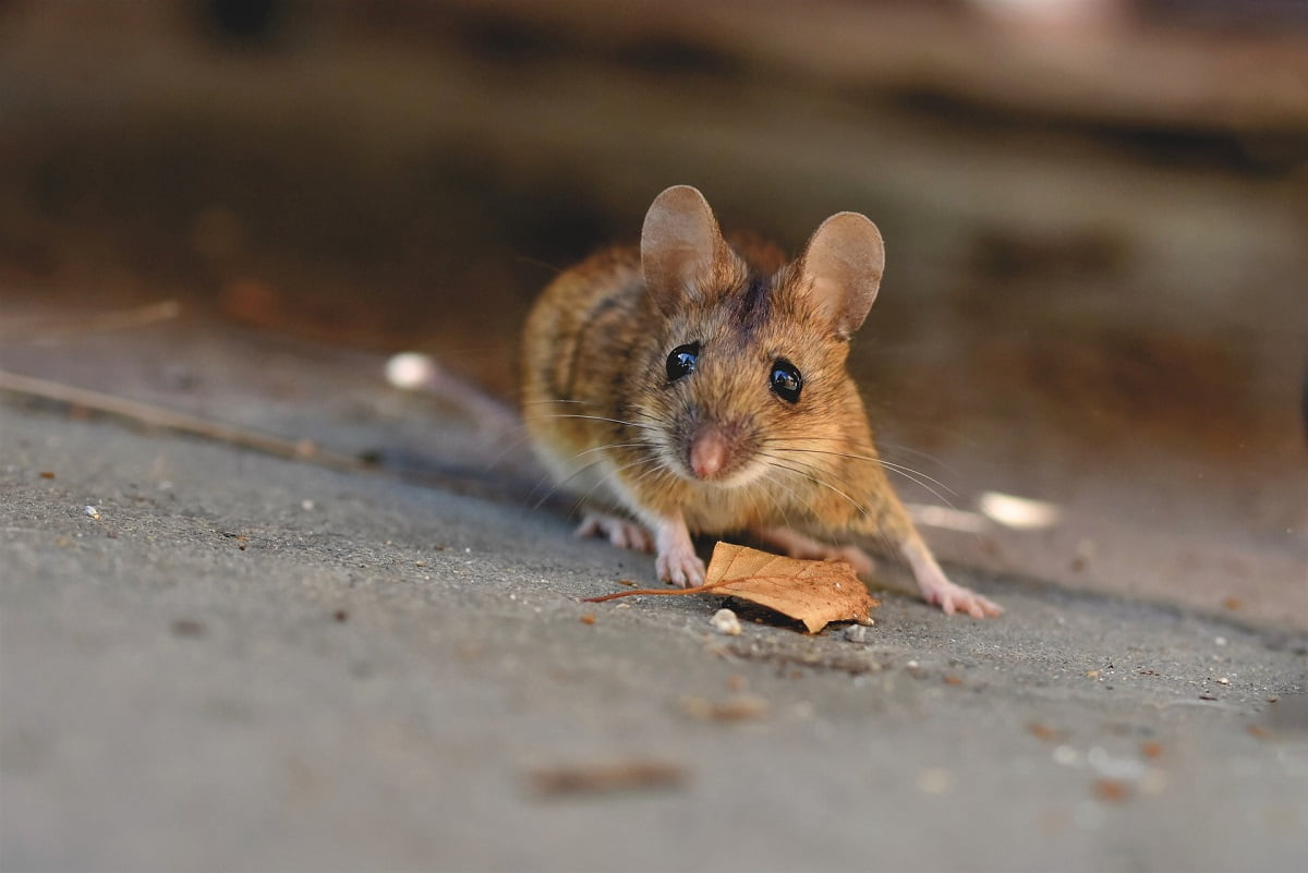 5 Ciekawostek o myszach