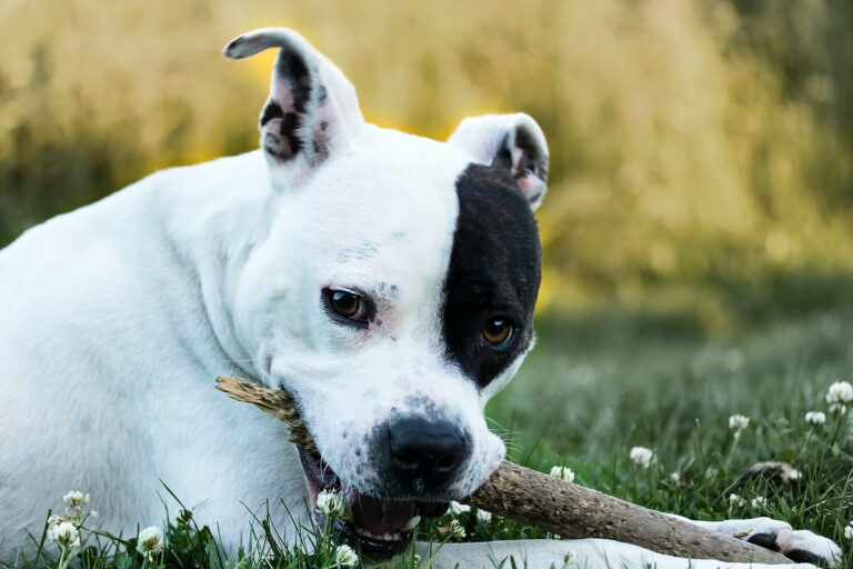 American staffordshire terrier