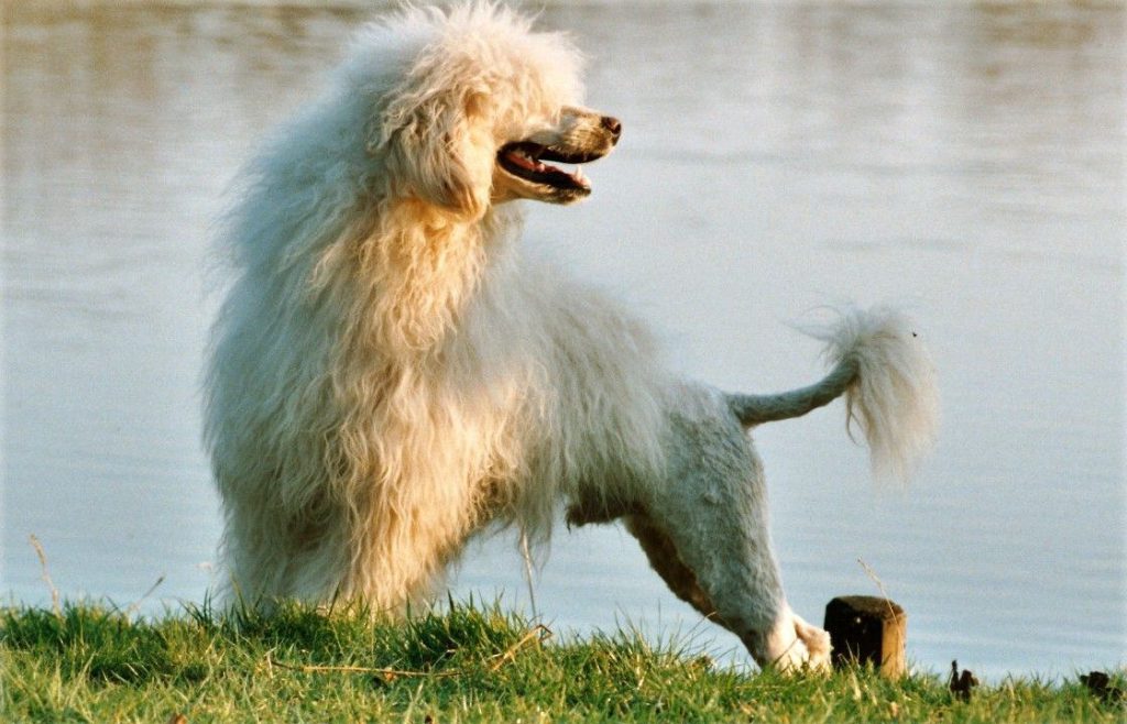10 Najciekawszych ras psów - Portugalski pies dowodny