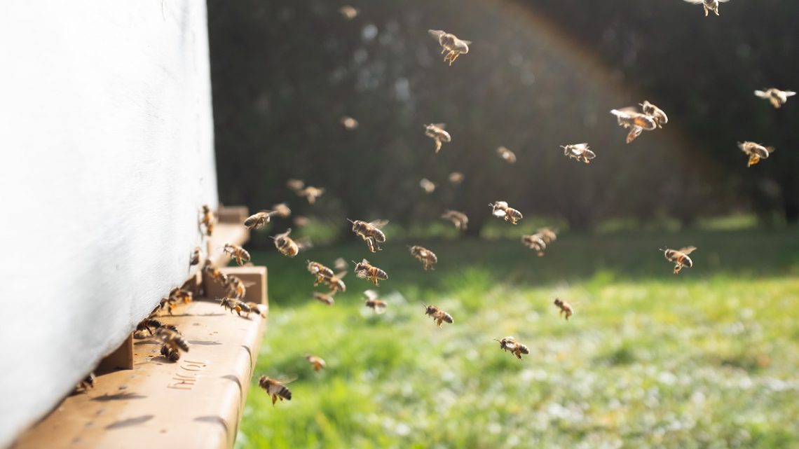 Pszczoły potrafią tańczyć