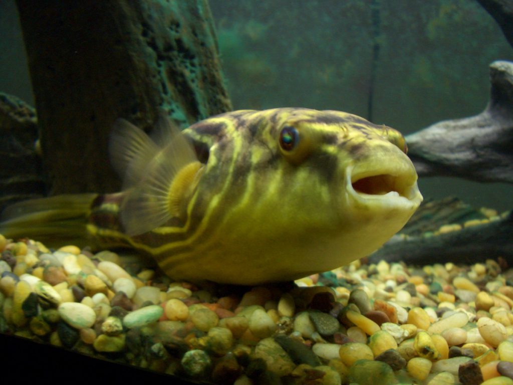Ryby rozdymkowate - Kolcobrzuch nilowy