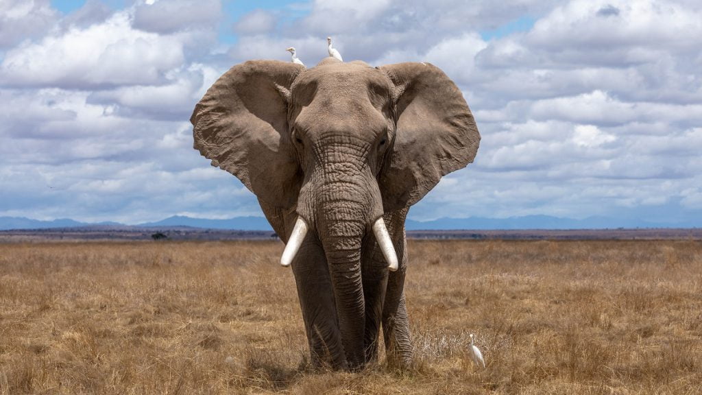Niektóre zwierzęta potrafią liczyć - słoń