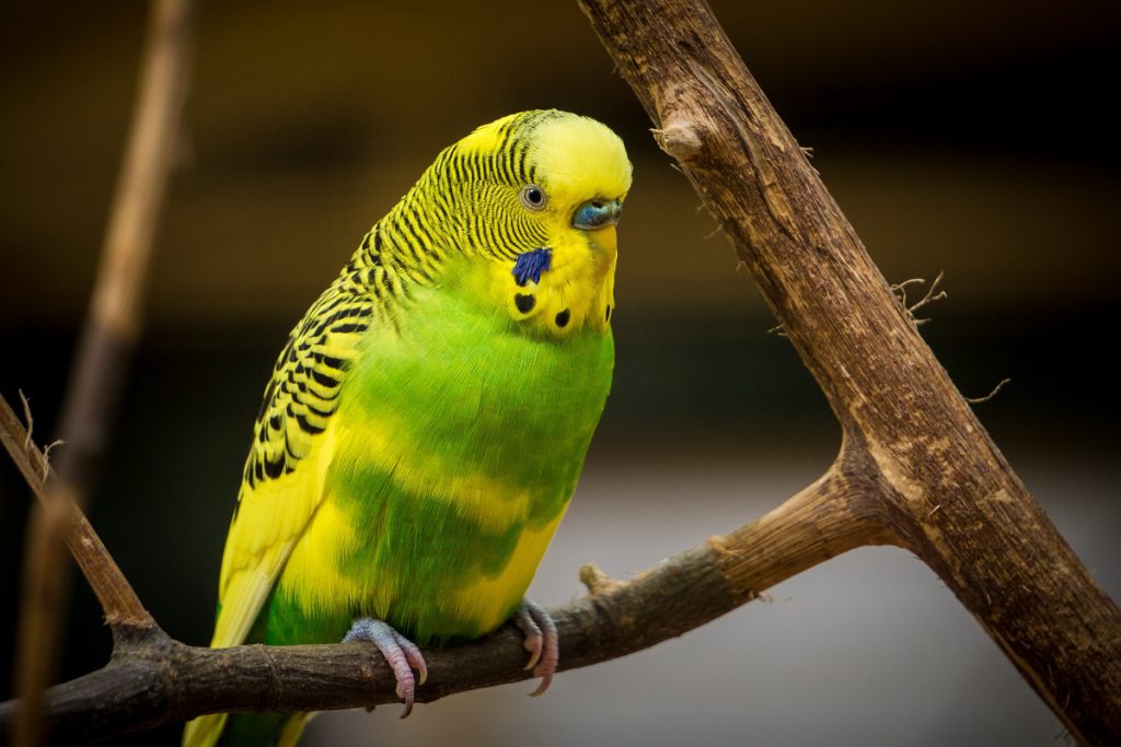 10 Najpopularniejszych gatunków ptaków