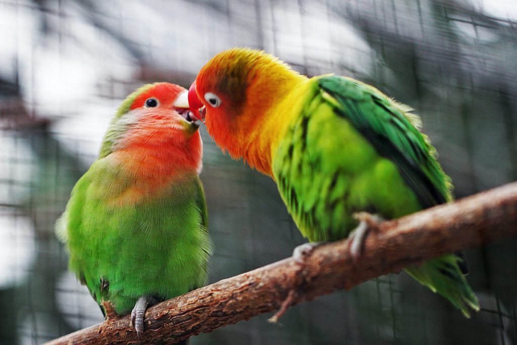 10 Najpopularniejszych gatunków ptaków
