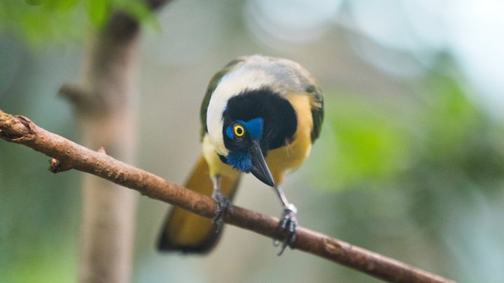 10 najciekawszych gatunków ptaków