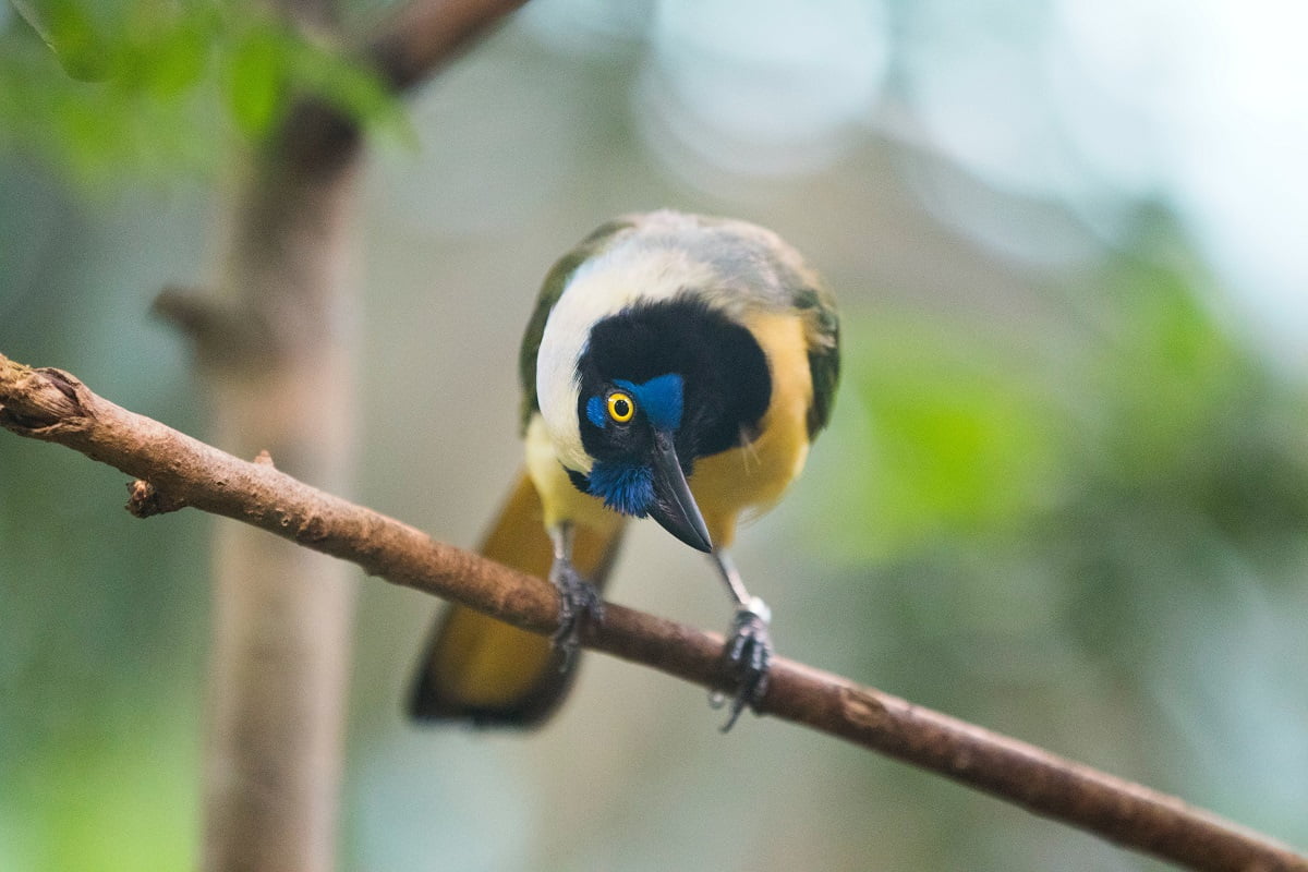 10 najciekawszych gatunków ptaków