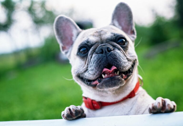 Buldog francuski