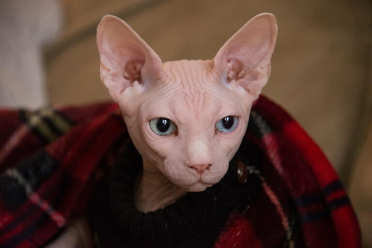 Koty bez sierści