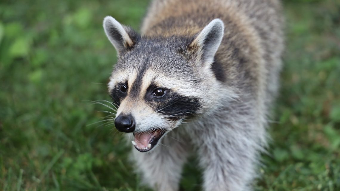 Żywienie i zdrowie szopowatych Żywienie i zdrowie szopowatych