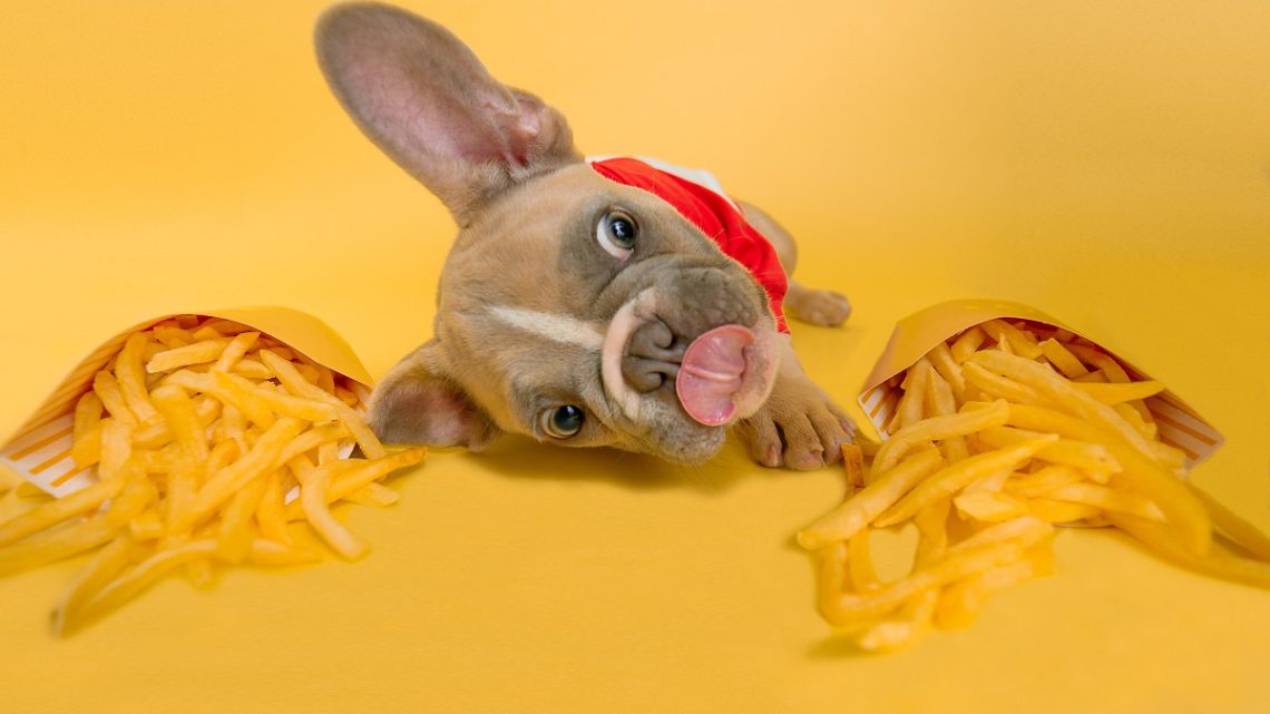 Psia dieta Psia dieta