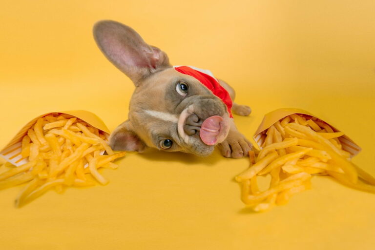 Psia dieta