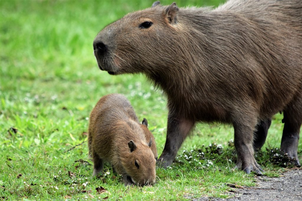 Żywienie i zdrowie kapibary wielkiej