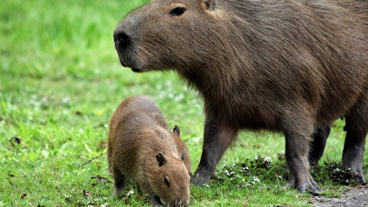 Żywienie i zdrowie kapibary wielkiej