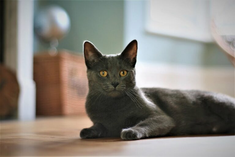 Korat