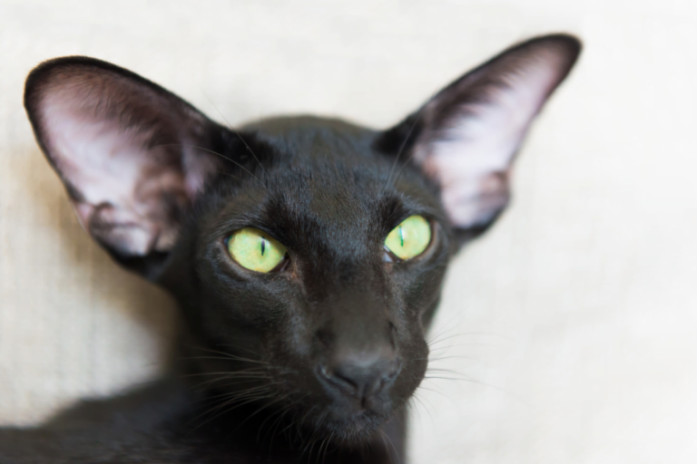 Kot orientalny krótkowłosy - Charakter i temperament - GeoZoo